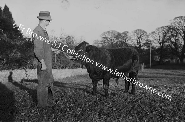 PRIZE BULL CALF